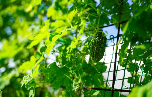 日の光を浴びている植えられたゴーヤー